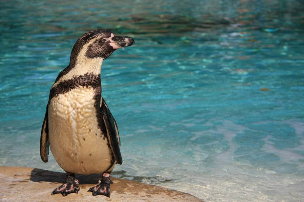 Lo zoo di Londra, tra le cose da visitare nella capitale